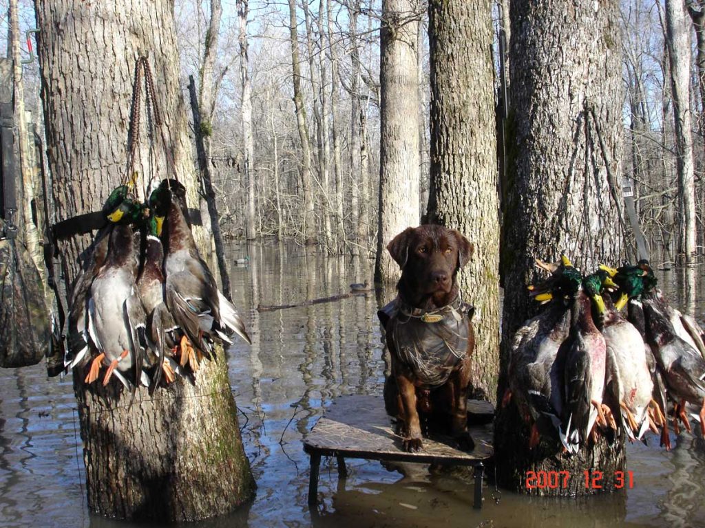 dog posing with dead ducks in swampy area