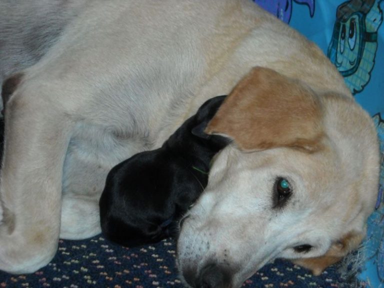 mother dog laying with puppy around it's neck