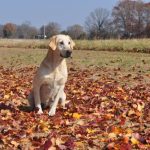 dog in field with leaves around
