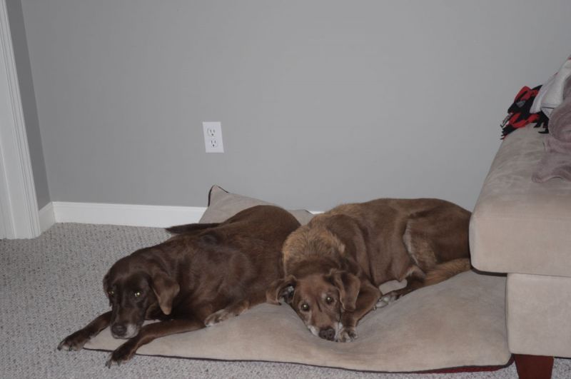 2 dogs laying in living room