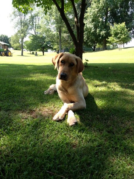 dog in yard