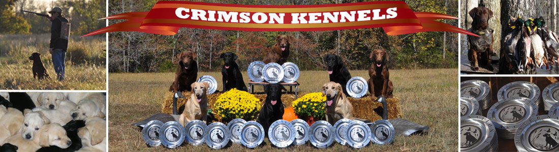 5 pictures dogs posing with trophies, puppies in a pile, dog posing with ducks, trophies, dog and hunter with gun