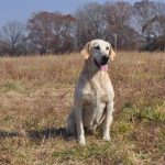 happy dog in field