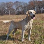 happy dog in field