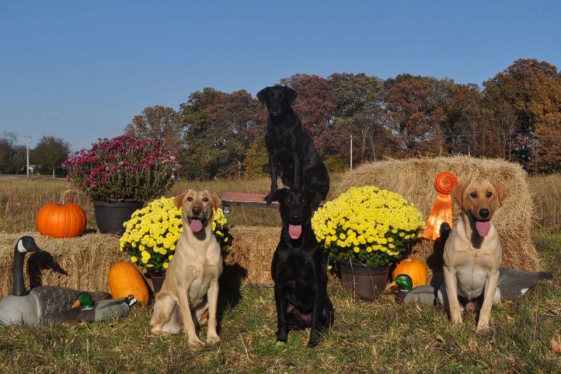 dogs posing with marigolds