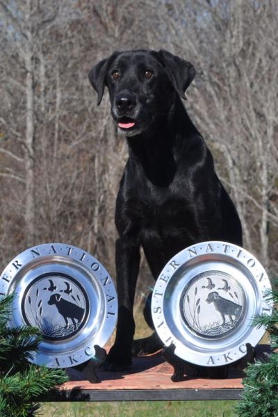 dog posing with two AKC trophies