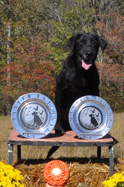 dog posing with two AKC trophies