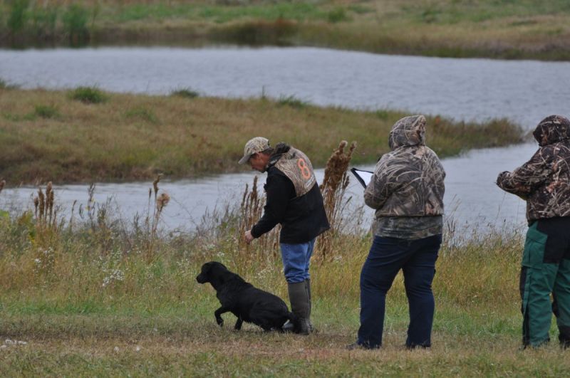 dog in field with hunters