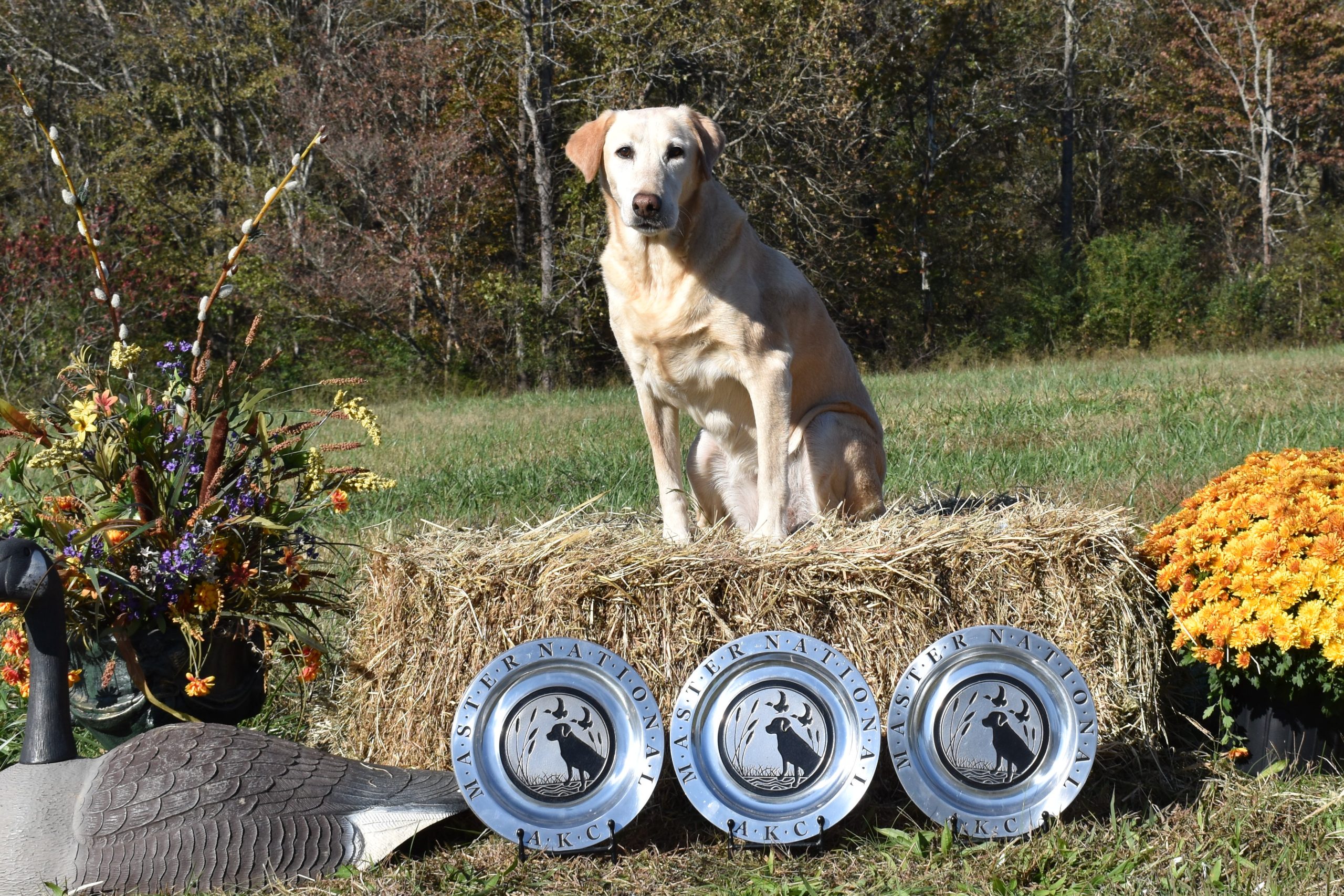 dog posing on haybale with three tropies
