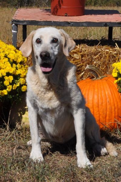 dog posing in front of marigolds