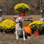 dog posing in front of marigolds