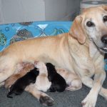happy dog with puppies
