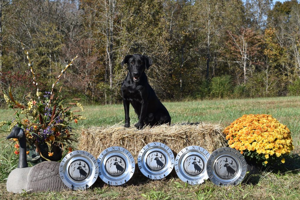 dog posing on haybale with five tropies