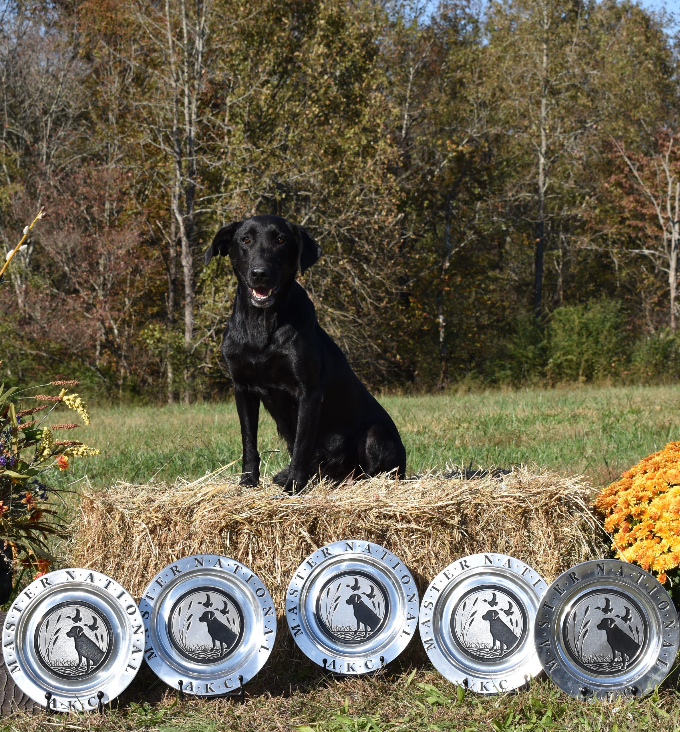 dog posing with five trophies