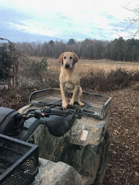 dog on back of four wheeler