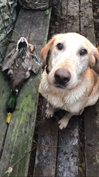 dog looking up with duck beside it