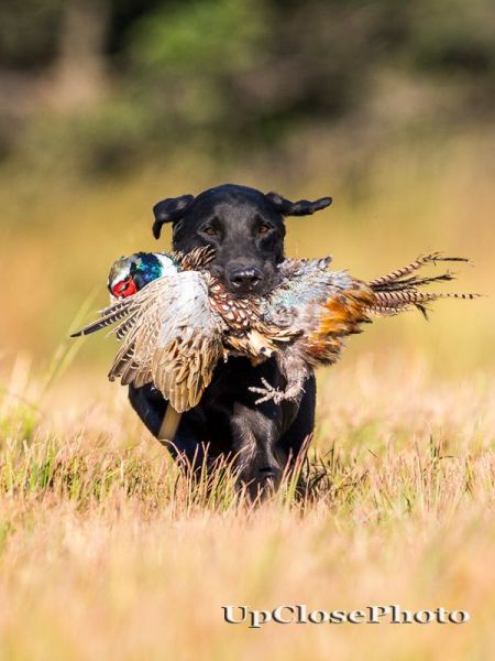 dog returning with pheasant