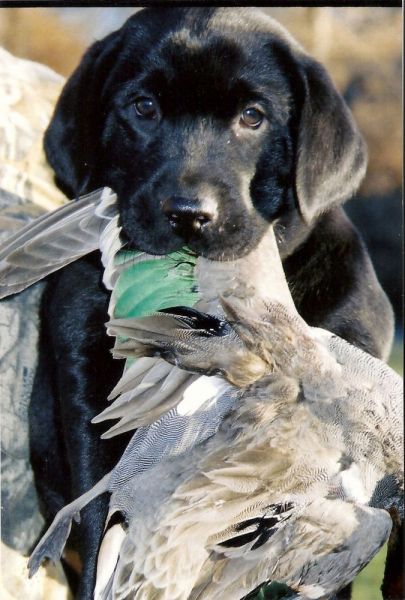 puppy with bird in it's mouth