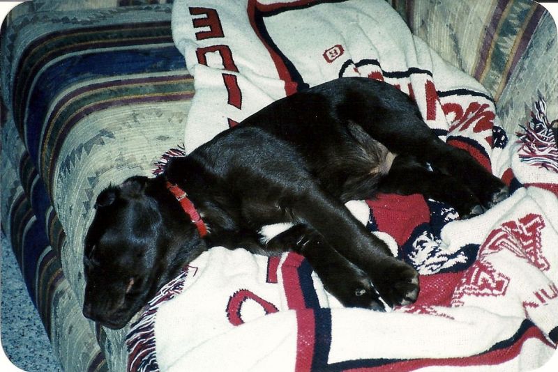 puppy on couch asleep