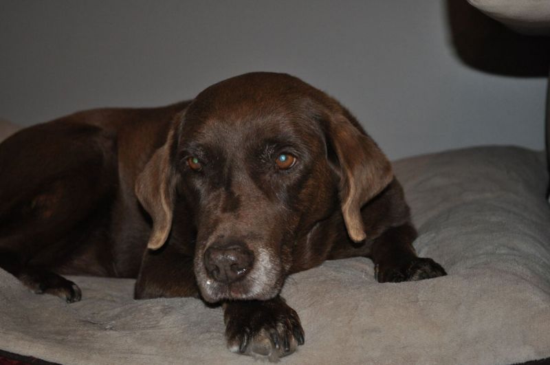 dog on bed