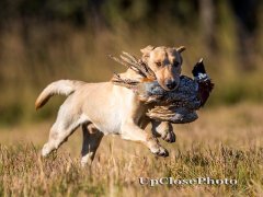 dog running with bird in it's mouth