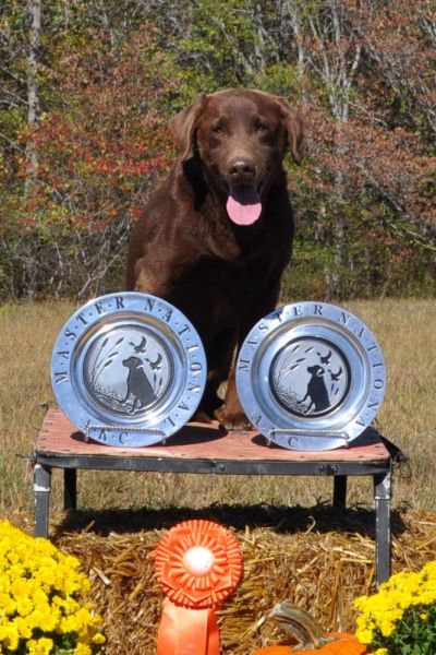 dog posing with flowers and trophies