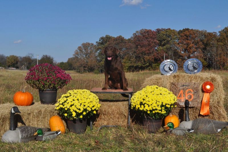 dog posing with flowers and trophies