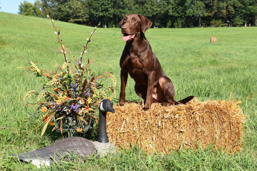 dog posing on haybale