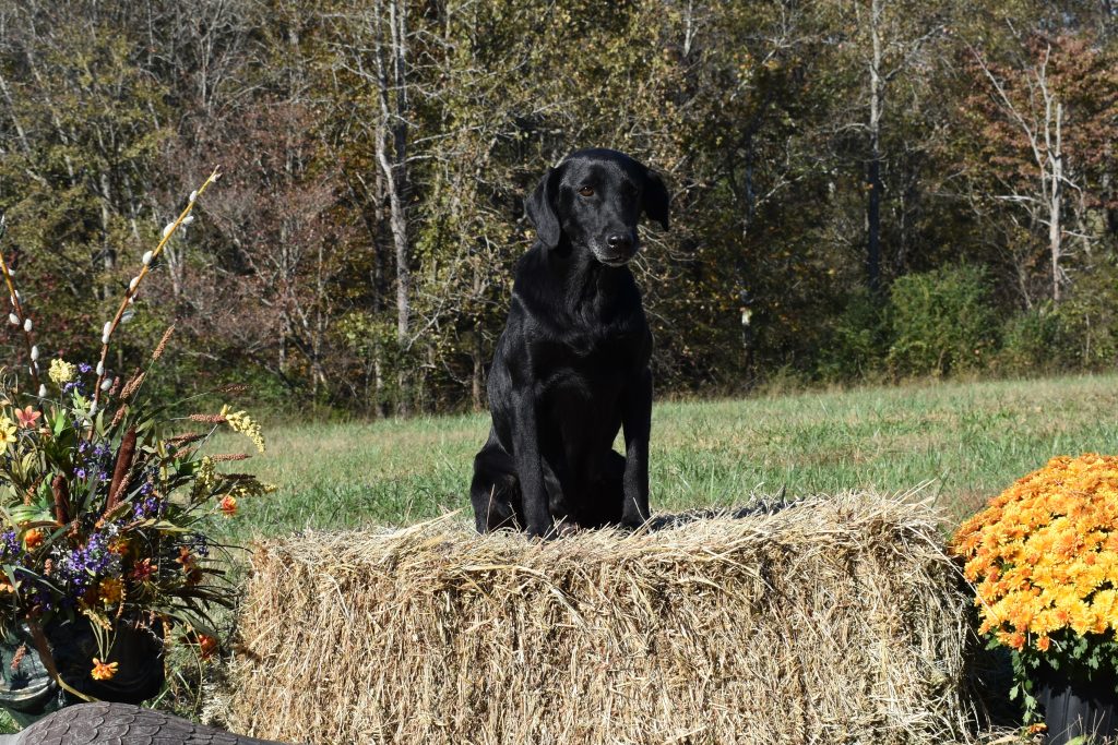 dog posing on haybale