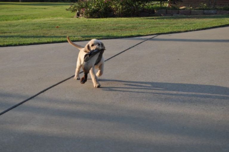 Puppy dragging something up driveway