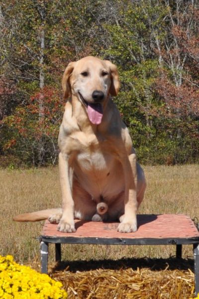 dog on table looking happy