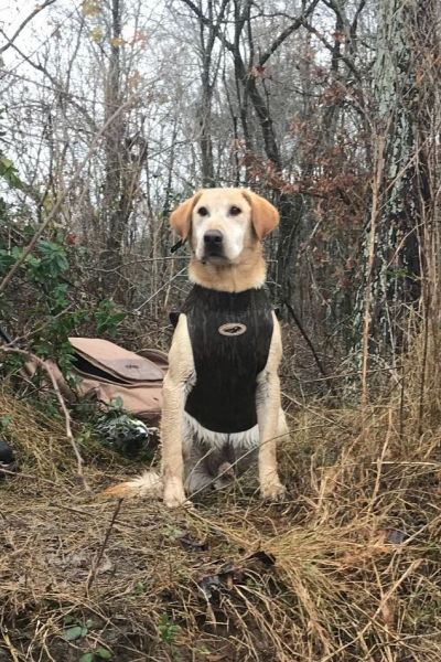 dog in vest posing in hunting ground