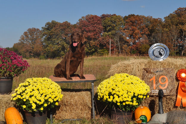 dog posing in front of marigolds