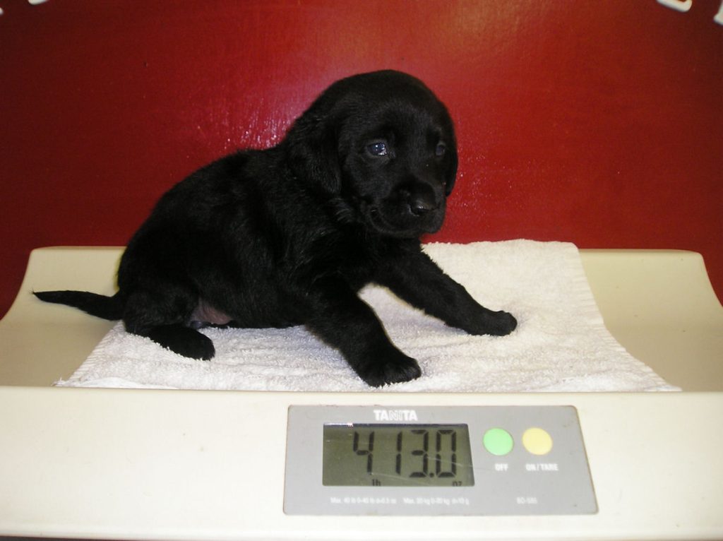puppy being weighed. 4 pounds 13 ounces