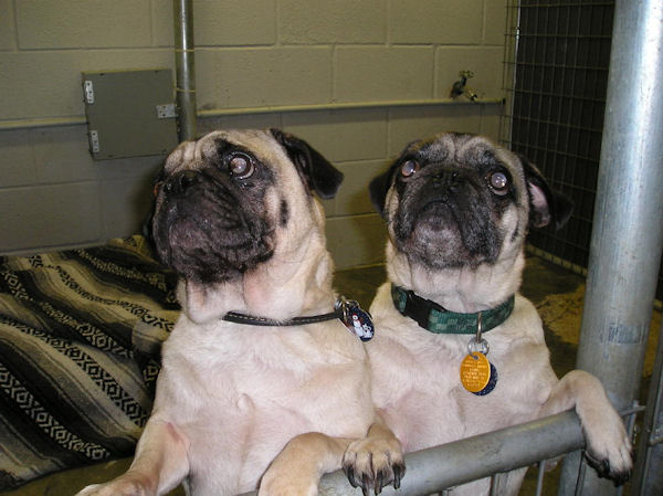 2 pugs in a kennel