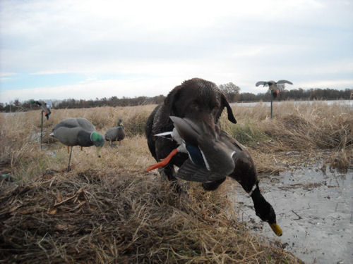 dog carrying duck back to the hunters
