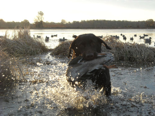 action shot of dog running through shallow pond carrying duck.