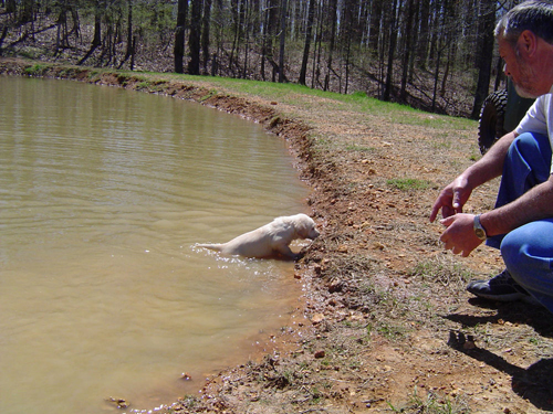 puppy climbing out of pond with owner near by
