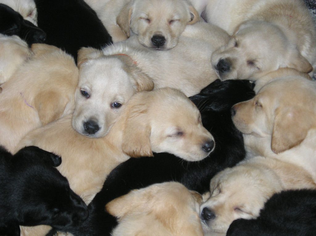 pile of puppies