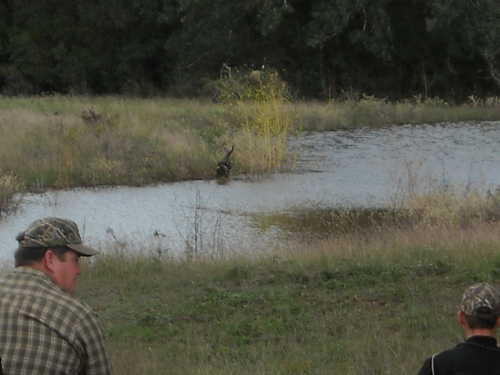 two men in hunting ground waiting on dog to return with bird