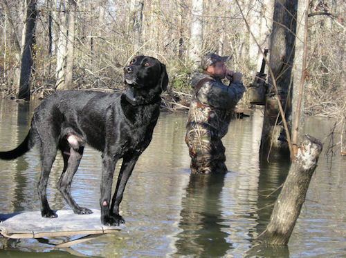Dog in tree stand in shallow pond with man with duck call in background