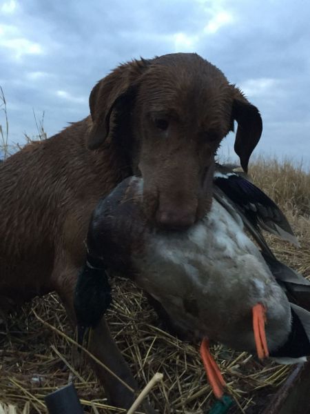 dog bringing back shot duck to hunters