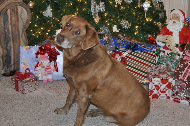 dog sitting in front of Christmas Tree