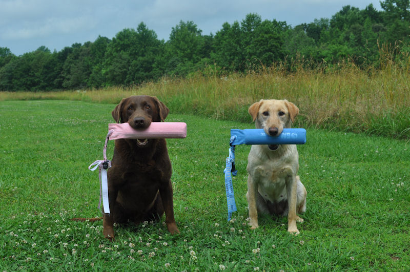 two dogs holding boy and girl things... a gender reveal type thing
